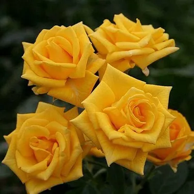 Саженцы роз ШАНИ спрей  Саженцы роз ШАНИ спрей в Красноярске