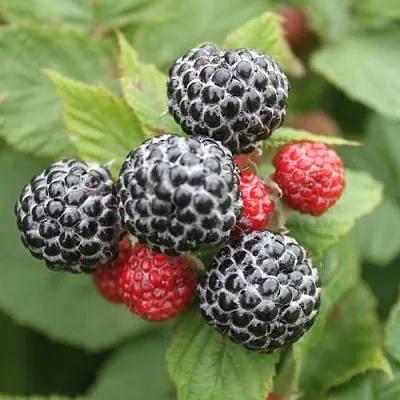 Черная  Черная в Красноярске