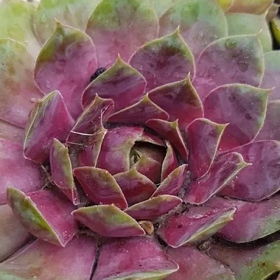 Молодило УФО  Молодило УФО в Красноярске