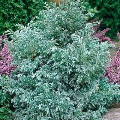 Кипарисовик БУЛЕВАРД горохоплодный  Кипарисовик БУЛЕВАРД горохоплодный в Красноярске