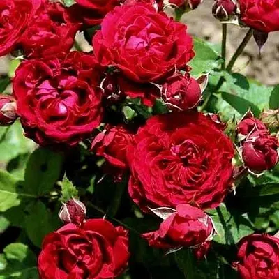 Саженцы роз ТАМАНГО спрей  Саженцы роз ТАМАНГО спрей в Красноярске