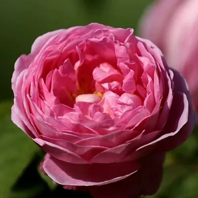 Саженцы роз ПИНК ЭКСПРЕШН флорибунда  Саженцы роз ПИНК ЭКСПРЕШН флорибунда в Красноярске