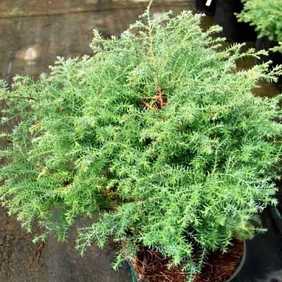 Кипарисовик СКВАРРОЗА горохоплодный  Кипарисовик СКВАРРОЗА горохоплодный в Красноярске