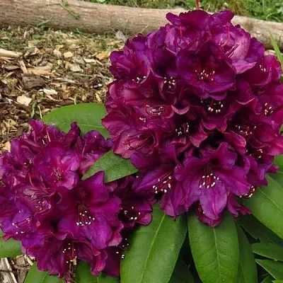 Рододендрон ПОЛАРНАХТ в Красноярске