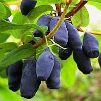 Жимолость съедобная МОСКОВСКАЯ  Жимолость съедобная МОСКОВСКАЯ в Красноярске