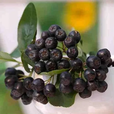 саженцы аронии