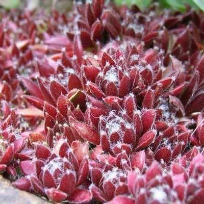 саженцы молодило саженцы молодило