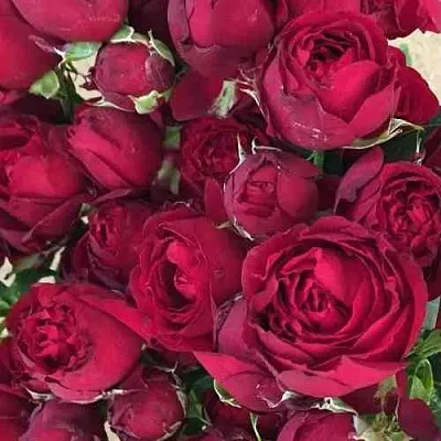 Саженцы роз РЕД БАБЛС спрей  Саженцы роз РЕД БАБЛС спрей в Красноярске