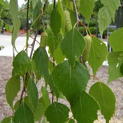 Береза ФАСЦИНЕЙШЕН белая   Береза ФАСЦИНЕЙШЕН белая  в Красноярске