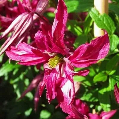 Клематис РОЗАЛИН  Клематис РОЗАЛИН в Красноярске