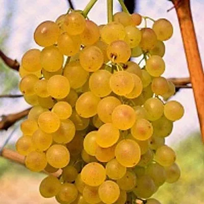 Виноград КИШМИШ КОКТЕЙЛЬ в Красноярске