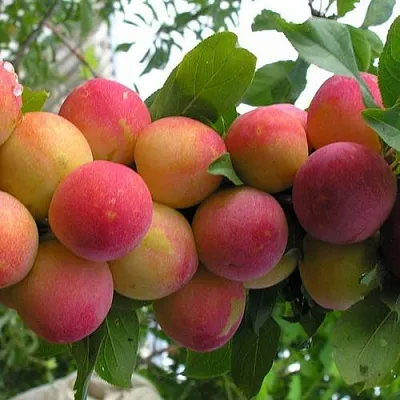 Слива СКОРОПЛОДНАЯ  Слива СКОРОПЛОДНАЯ в Красноярске