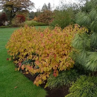 Дерен  АННА ВИНТЕР ОРАНЖ кроваво-красный    Дерен  АННА ВИНТЕР ОРАНЖ кроваво-красный   в Красноярске