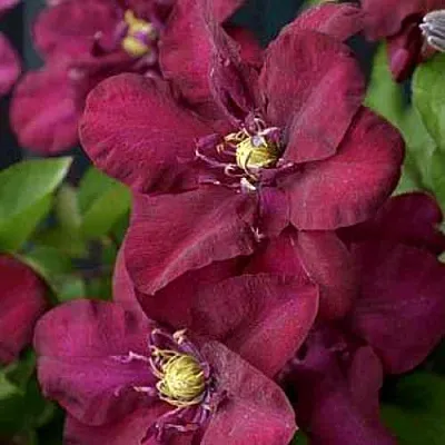 Клематис ЯН III СОБЕСКИ  Клематис ЯН III СОБЕСКИ в Красноярске