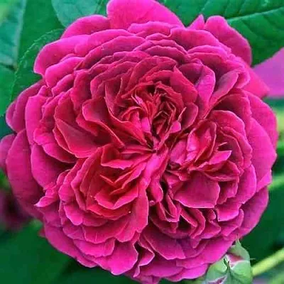 Саженцы роз ВИЛЬЯМ ШЕКСПИР английская  Саженцы роз ВИЛЬЯМ ШЕКСПИР английская в Красноярске