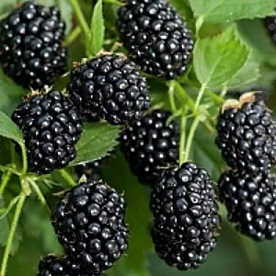 Бесшипная  Бесшипная в Красноярске