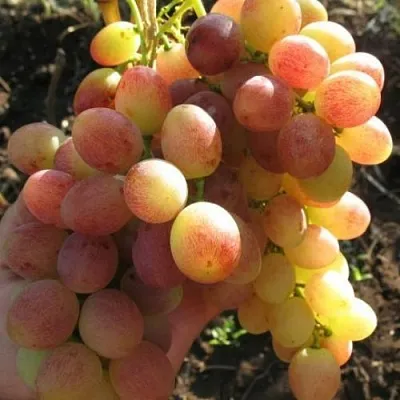 Виноград ТАСОН в Красноярске