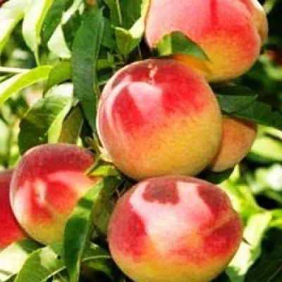 Персик НОВОСЕЛКОВСКИЙ  Персик НОВОСЕЛКОВСКИЙ в Красноярске