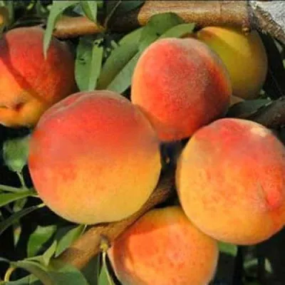 Персик РОЯЛ ВИ  Персик РОЯЛ ВИ в Красноярске