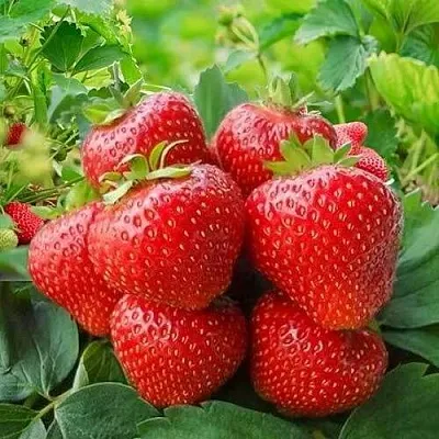 Клубника КИМБЕРЛИ  Клубника КИМБЕРЛИ в Красноярске