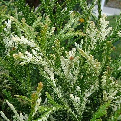 Туевик ВАРИЕГАТА долотовидный   Туевик ВАРИЕГАТА долотовидный  в Красноярске