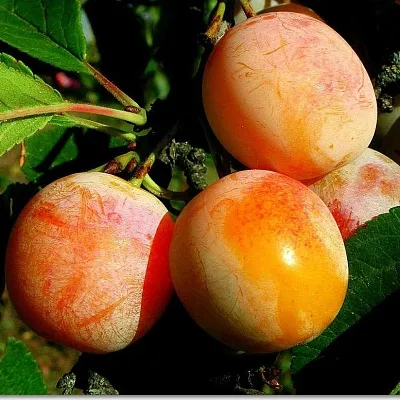 Ранняя  Ранняя в Красноярске