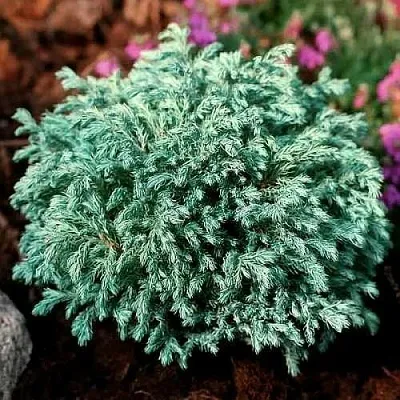 Кипарисовик БЕБИ БЛЮ горохоплодный  Кипарисовик БЕБИ БЛЮ горохоплодный в Красноярске