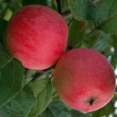 Яблоня СУЙСЛЕПСКОЕ (МАЛИНОВКА) в Красноярске