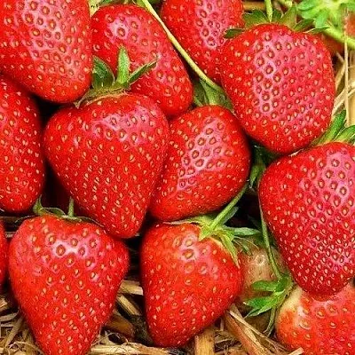 Клубника КВИКИ  Клубника КВИКИ в Красноярске