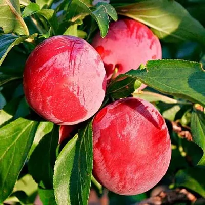 Красная  Красная в Красноярске