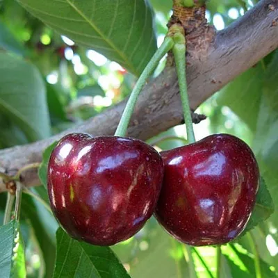 Черешня СЮБАРОВСКАЯ  Черешня СЮБАРОВСКАЯ в Красноярске