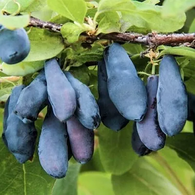 Жимолость съедобная СИБИРЯЧКА  Жимолость съедобная СИБИРЯЧКА в Красноярске