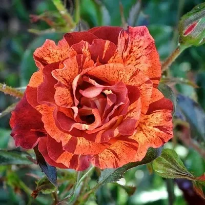 Саженцы роз САММЕР ЛОДЖ шраб  Саженцы роз САММЕР ЛОДЖ шраб в Красноярске