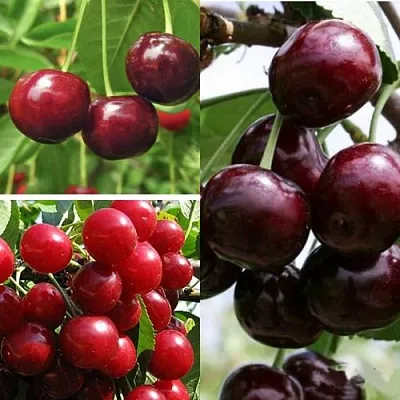 Комплект ВИШНЕВЫЙ САД в Красноярске