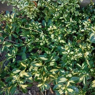 Бересклет САНСПОТ форчуна  Бересклет САНСПОТ форчуна в Красноярске