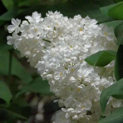 Сирень РУССКИЙ СЕВЕР  Сирень РУССКИЙ СЕВЕР в Красноярске