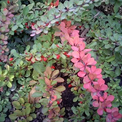 Барбарис ГРИН КАРПЕТ тунберга  Барбарис ГРИН КАРПЕТ тунберга в Красноярске