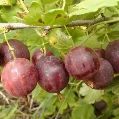 Крыжовник СМЕНА  Крыжовник СМЕНА в Красноярске