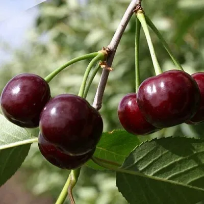 Вишня ЖАДАНА  Вишня ЖАДАНА в Красноярске