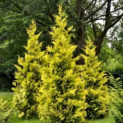 Туя ГОЛДЕН БРАБАНТ западная  Туя ГОЛДЕН БРАБАНТ западная в Красноярске
