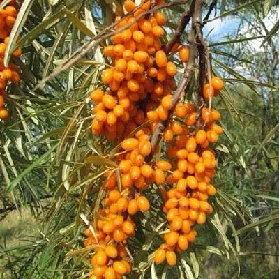 Облепиха НИВЕЛЕНА  Облепиха НИВЕЛЕНА в Красноярске