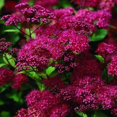 Спирея АНТОНИ ВАТЕРЕР японская  Спирея АНТОНИ ВАТЕРЕР японская в Красноярске