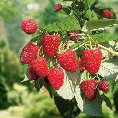 Малина РУБИФОЛ  Малина РУБИФОЛ в Красноярске