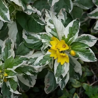 Вербейник АЛЕКСАНДР точечный  Вербейник АЛЕКСАНДР точечный в Красноярске