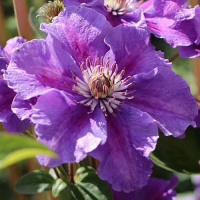 Клематис АШВА  Клематис АШВА в Красноярске