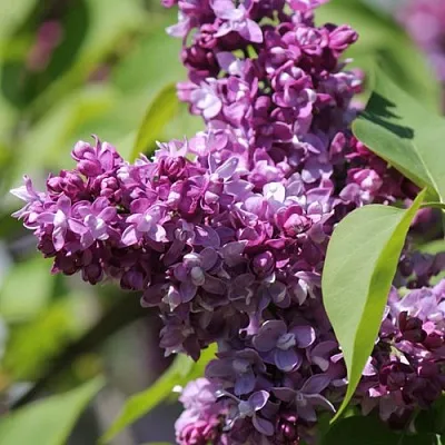 Сирень ИЗОБИЛИЕ  Сирень ИЗОБИЛИЕ в Красноярске