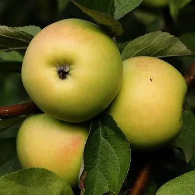 Яблоня ДАНИЛА в Красноярске