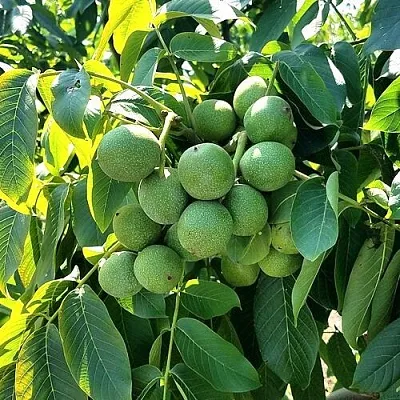 Грецкий орех  ИЗЯЩНЫЙ  Грецкий орех  ИЗЯЩНЫЙ в Красноярске