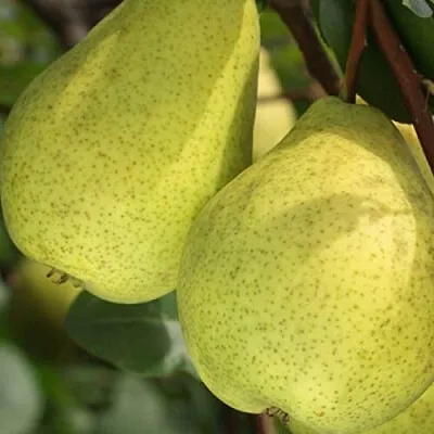 Груша СКАЗОЧНАЯ   Груша СКАЗОЧНАЯ  в Красноярске