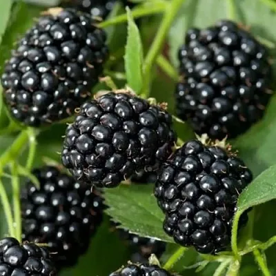 Ежевика ТРИПЛ КРАУН бесшипная  Ежевика ТРИПЛ КРАУН бесшипная в Красноярске